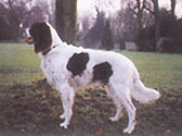 Fiches Races Chiens