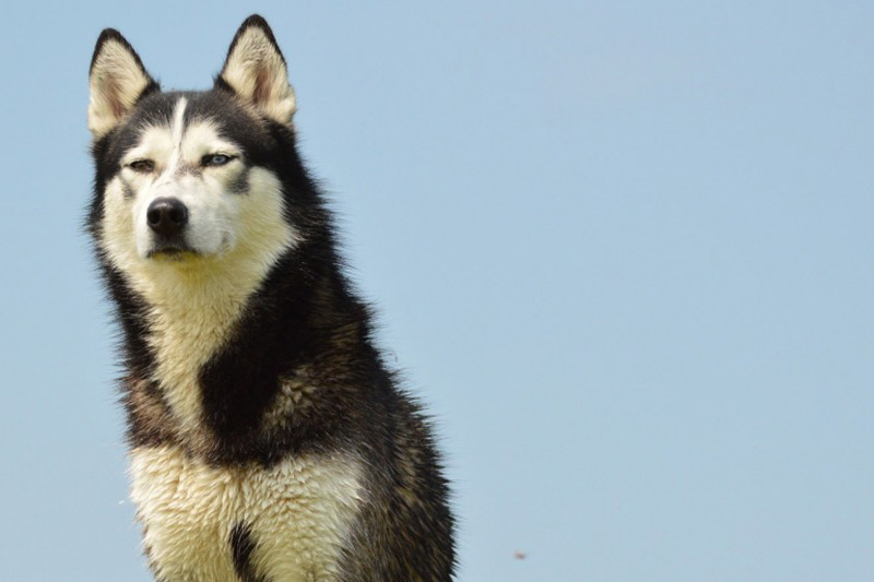 Faire le deuil de son chien ou de son chat