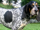Fiches Races Chiens