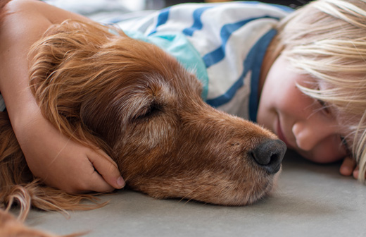 Propriétaire de chiens, attention : La voiture idéale pour vous et votre  chien !