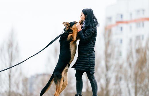 Mon chien saute sur les gens, que faire ?