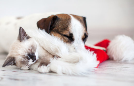 Comment passer les ftes de fin d'anne avec son animal de compagnie ? 