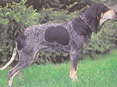 Fiches Races Chiens