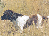 Fiches Races Chiens