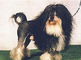 Fiches Races Chiens