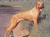 Fiches Races Chiens