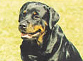 Fiches Races Chiens