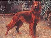 Fiches Races Chiens