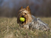 Fiches Races Chiens