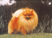 Fiches Races Chiens