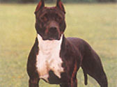 American Staffordshire Terrier