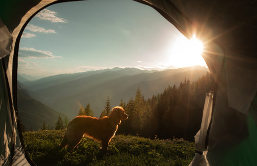 Voyager avec son chien