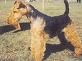 Fiches Races Chiens