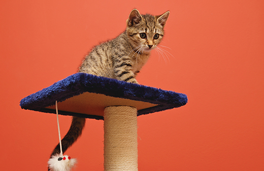 Morin Arbre A Chat Pourquoi En Acheter Et Comment Le Choisir Conseils Et Accessoires Pour Chien Et Chat