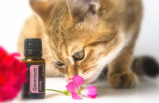 L’aromathérapie et la phytothérapie pour chat