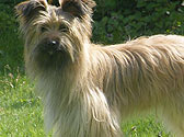 Fiches Races Chiens