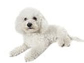 Fiches Races Chiens