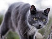 Le Chartreux