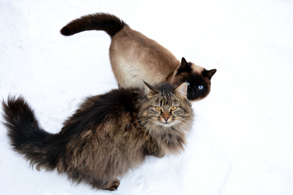 Morin Chat D Appartement Quelles Races S Adaptent Le Mieux Conseils Et Accessoires Pour Chien Et Chat