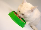 Alimentation : faites confiance aux croquettes pour chats