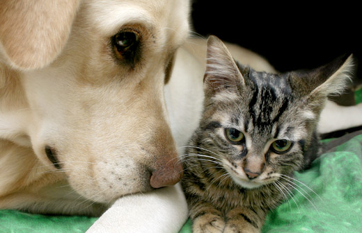 Chien et chat : une cohabitation impossible ?