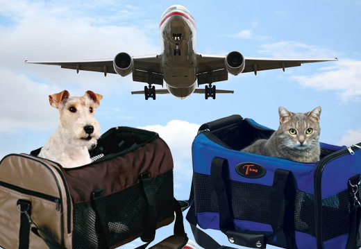 Voyager en avion avec un chien ou un chat