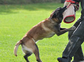 L'activit de dressage des chiens au mordant, que dit la loi ?