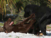 Comment veillez au poids de forme de votre chien ?