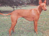 Fiches Races Chiens