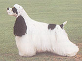 Fiches Races Chiens