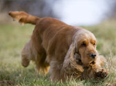 Fiches Races Chiens