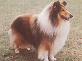 Fiches Races Chiens