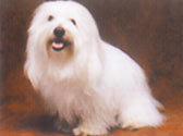 Fiches Races Chiens