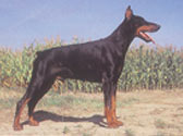 Fiches Races Chiens