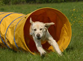 L'agility, une tendance sportive canine de plus en plus rpandue!