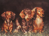 Fiches Races Chiens