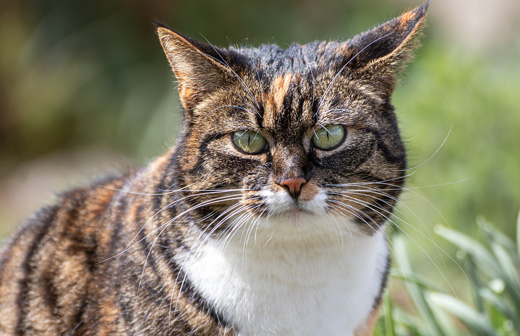 Transporter son chat en voiture : nos conseils