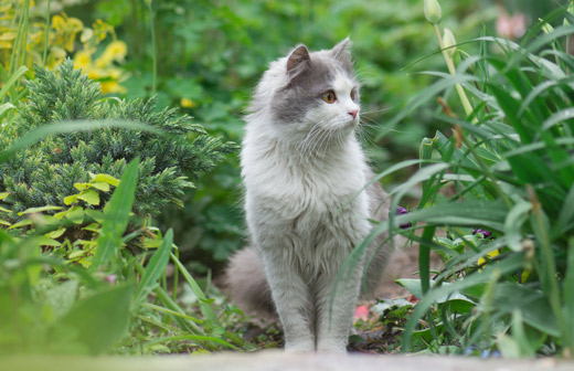 Quel chat choisir ?