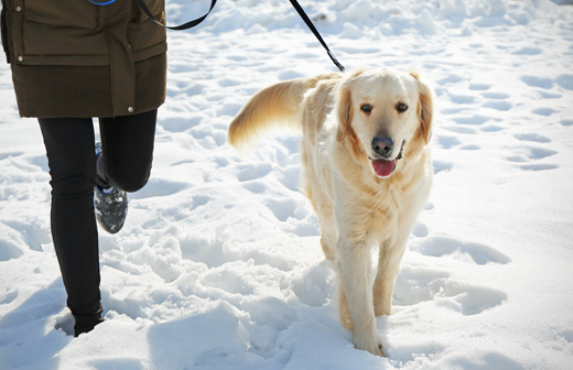 Chouchouter mon chien en hiver : les essentiels !