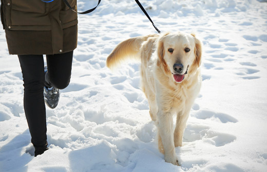 Couverture Chien : Protéger Votre Chien Du Froid