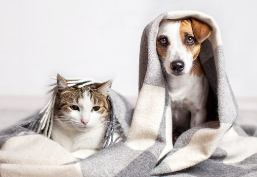 Chien et chat en hiver : comment les protéger ?