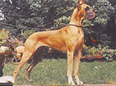 Fiches Races Chiens