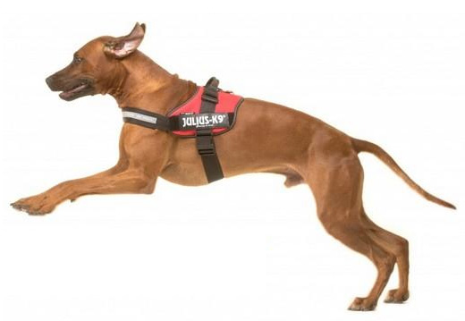 Accessoires pratiques pour chien