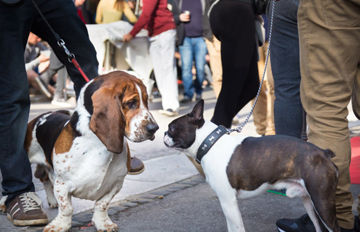 Comment organiser un vnement dog-friendly ?