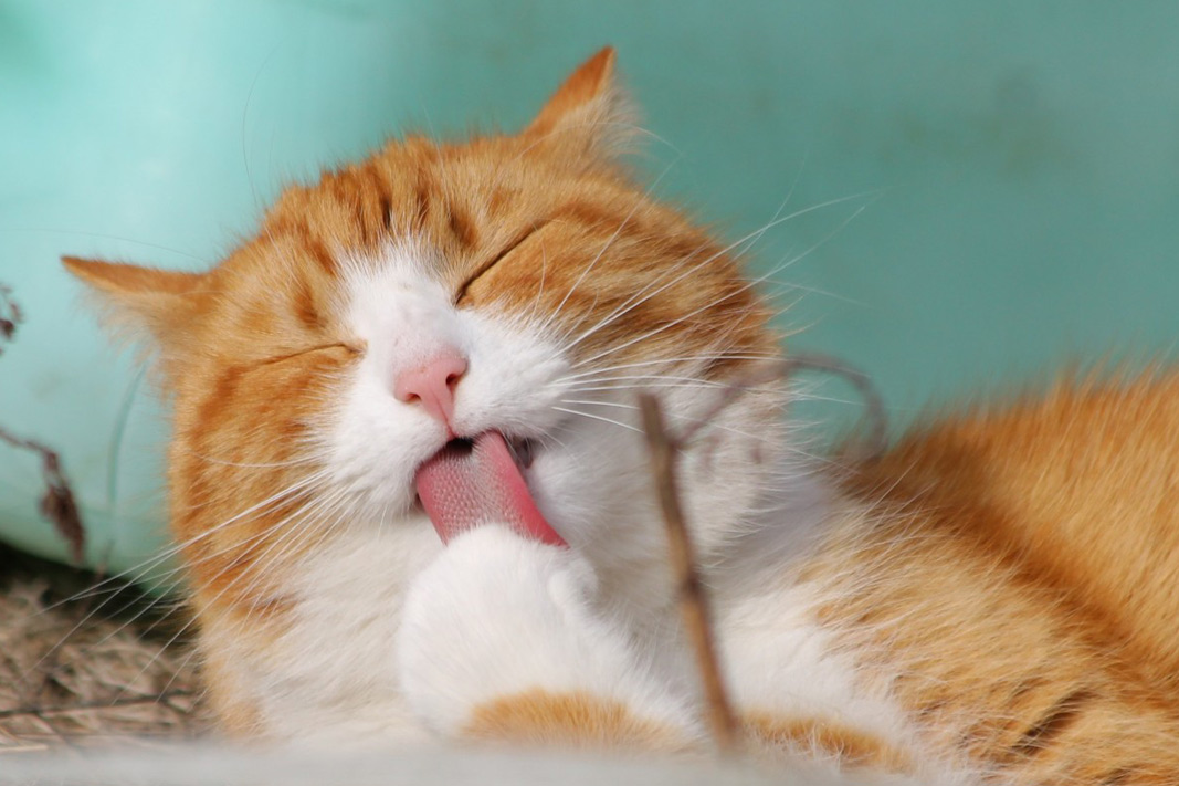 Dtartrage, brosse  dent : lhygine dentaire du chat !