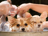 L'hygiène en élevages canins , pensions et chenils