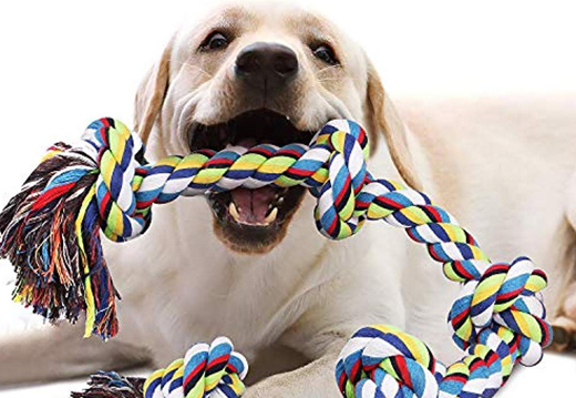Morin - Les meilleurs jouets pour chien : guide complet