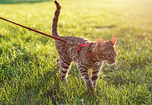 Promener son chat en laisse : bonne ou mauvaise idée ?