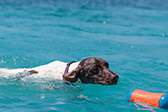 Cet t, mettez votre chien  la natation !