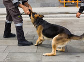 Quelle dmarche doit effectuer le dtenteur d'un chien susceptible d'tre dangereux ?